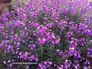 Erysimum 'Bowles Mauve' - blossom